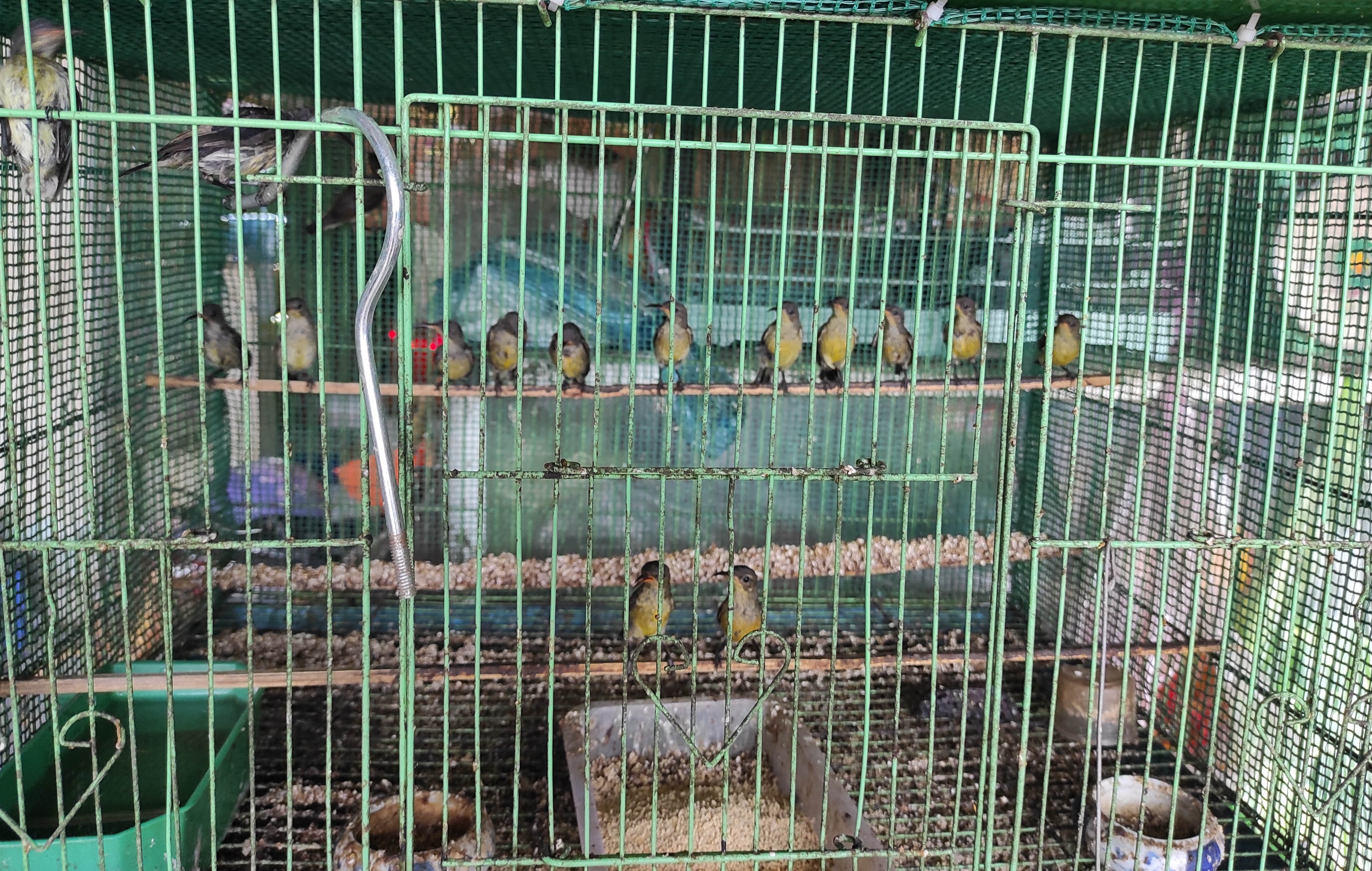Sunbird trading